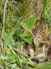 Pterostylis tanypoda