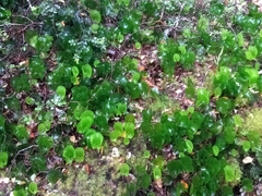 Hymenophyllum nephrophyllum