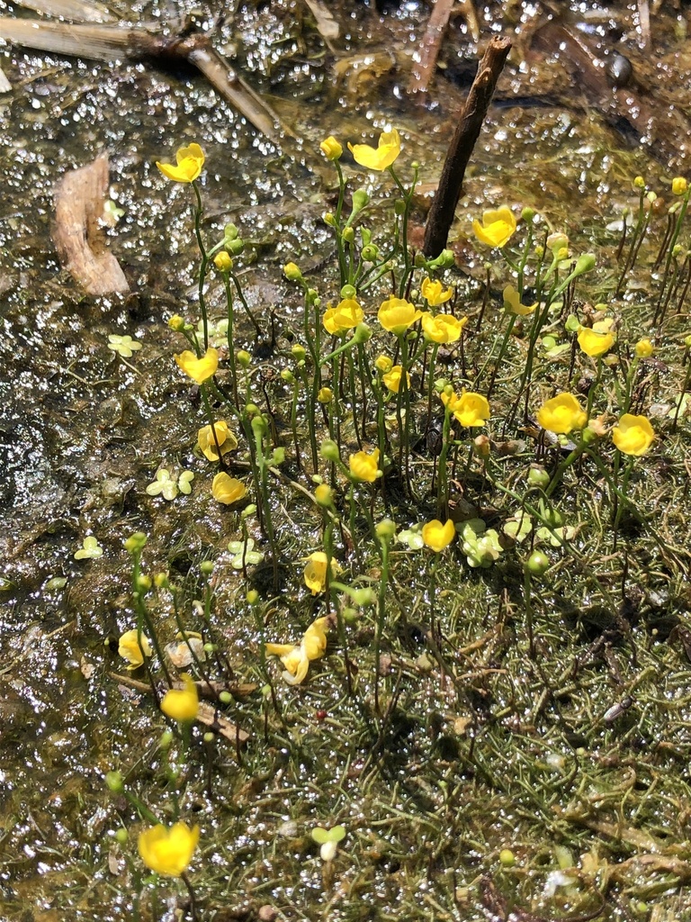 Floating mat of aquatic bladderwort