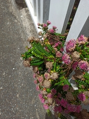 Pimelea ferruginea