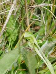 Pterostylis tanypoda