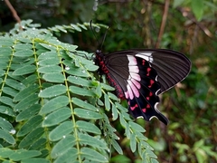 Parides ascanius