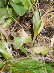 Pterostylis tanypoda
