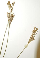 Juncus vaseyi