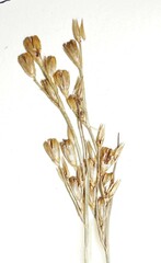 Juncus vaseyi
