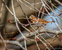 Passerella iliaca iliaca