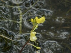 Utricularia aurea