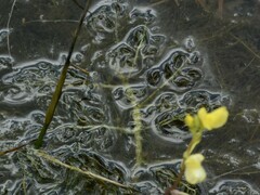 Utricularia aurea