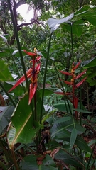 Heliconiaceae