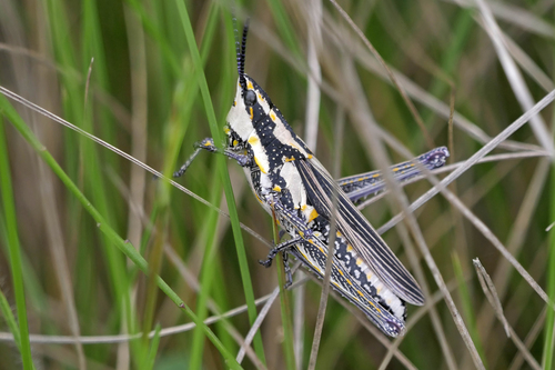 Ochrophlebia cafra