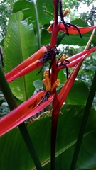 Heliconiaceae