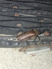 Prionoplus reticularis