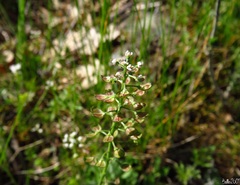 Teesdalia coronopifolia