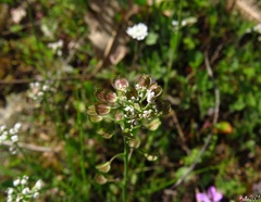 Teesdalia coronopifolia
