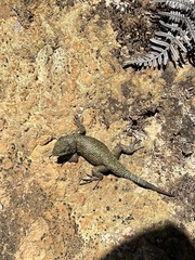 Sceloporus malachiticus