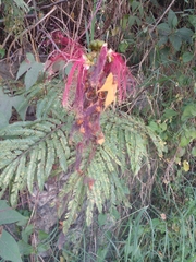 Calliandra houstoniana