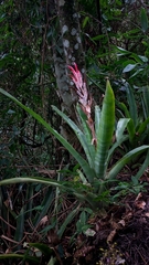 Billbergia pyramidalis