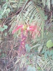 Calliandra houstoniana