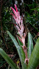 Billbergia pyramidalis