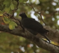 Patagioenas leucocephala