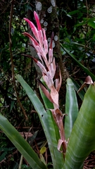 Billbergia pyramidalis