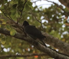 Patagioenas leucocephala