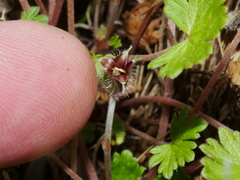 Geranium brevicaule