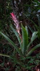 Billbergia pyramidalis