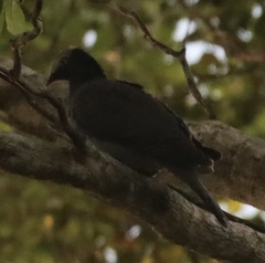 Patagioenas leucocephala