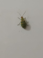 Diabrotica speciosa