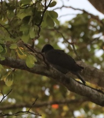 Patagioenas leucocephala