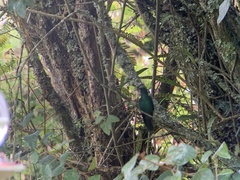 Pterophanes cyanopterus