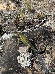 Sceloporus malachiticus