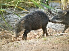 Tayassu pecari
