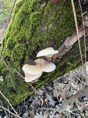 Pleurotus dryinus