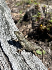 Sceloporus malachiticus