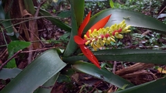 Aechmea nudicaulis