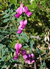 Lathyrus vestitus alefeldii