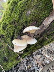 Pleurotus dryinus