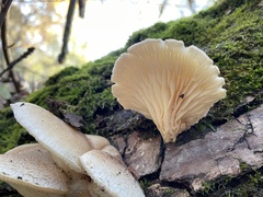 Pleurotus dryinus