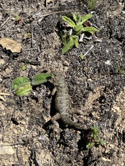 Sceloporus malachiticus