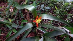 Aechmea nudicaulis