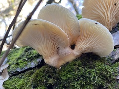 Pleurotus dryinus