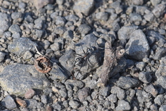 Myrmophyma