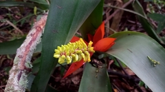 Aechmea nudicaulis