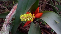 Aechmea nudicaulis