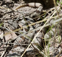 Crotalus lepidus