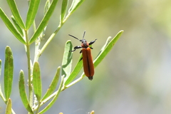 Rhinotia venusta