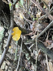 Tremella mesenterica