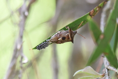 Oechalia schellenbergii